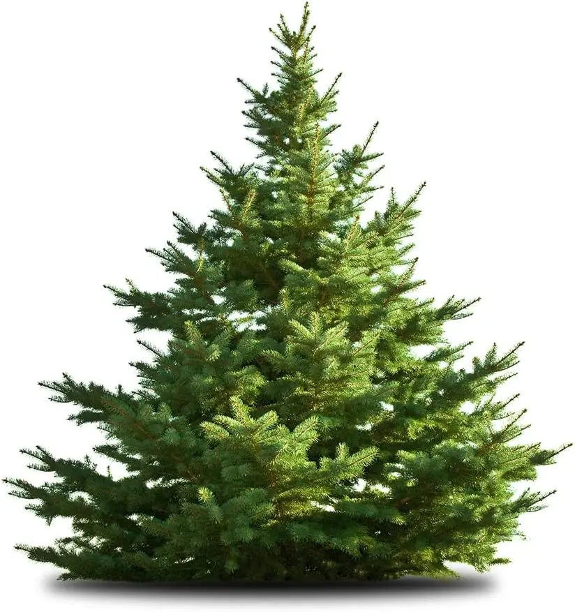 50 White Pine Tree Seeds