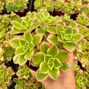 4'' Aeonium Kiwi, Rosette Succulents with Pups, Cute Houseplant