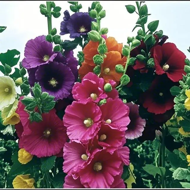200 PCS Hollyhock Alcea Rosea Seeds, Easy Growing Mixed Color Garden Flower Seeds, Seeds Only Not Live Plant