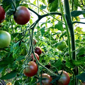 Chocolate Cherry Tomato Organic Seeds (Solanum lycopersicum) – Rich Flavor, High Yields & Perfect for Snacking, Salads, and Market Gardens