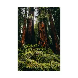 Bottom of the Forest Matte Vertical Posters, Fern, Trees, Nature, Decor, Redwood, Plant, Grove, California.