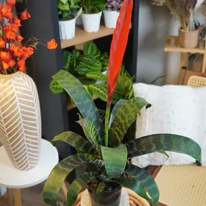 Vrisea Splenriet - 5” Pot