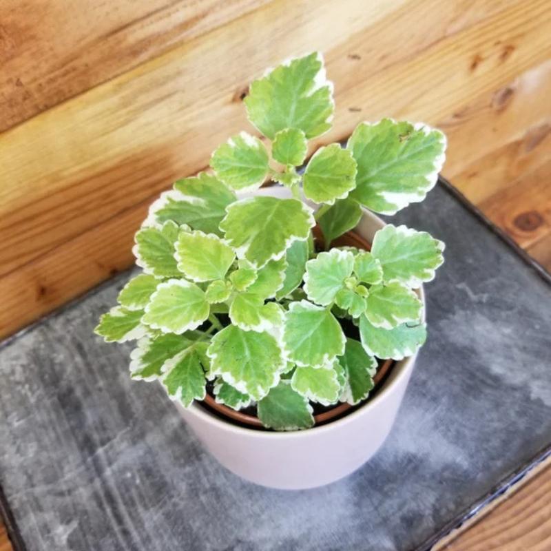 Swedish Ivy Mint Plectranthus Plant Plug (Plectranthus tomentosa 'Mint') – Fragrant Trailing Herb – Great for Hanging Baskets & Indoors