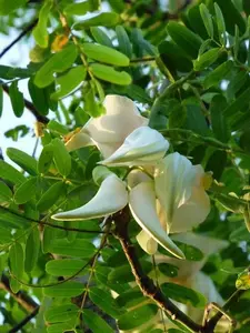 LIVE PLANT  3ft+ White Hummingbird Tree - Sesbania Grandiflora - Vegetable hummingbird - Katurai - Agati - West Indian pea aegyptiaca