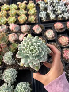 Echeveria Variegated Blue Apple - April Farm/Rare Succulent