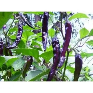 Cayenne Pepper SEEDS ,Purple/Black -Capsicum annuum