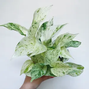 Snow Queen Pothos Epipreenmnum 4” Pot