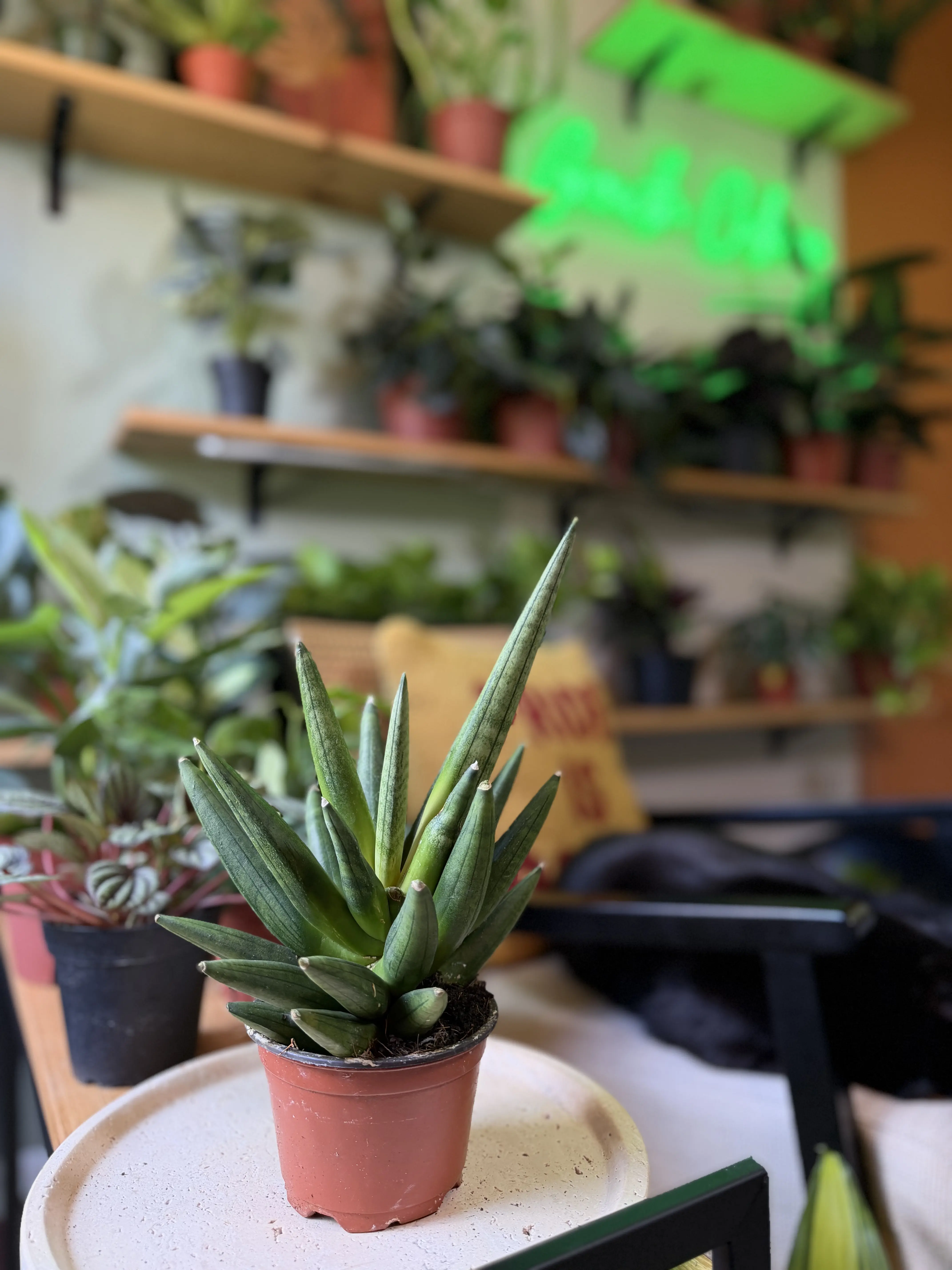 4” Sansevieria Hedgehog – Rare Compact Cylindrical Snake Plant - Easy Care - Drought, Tolerant Tropical