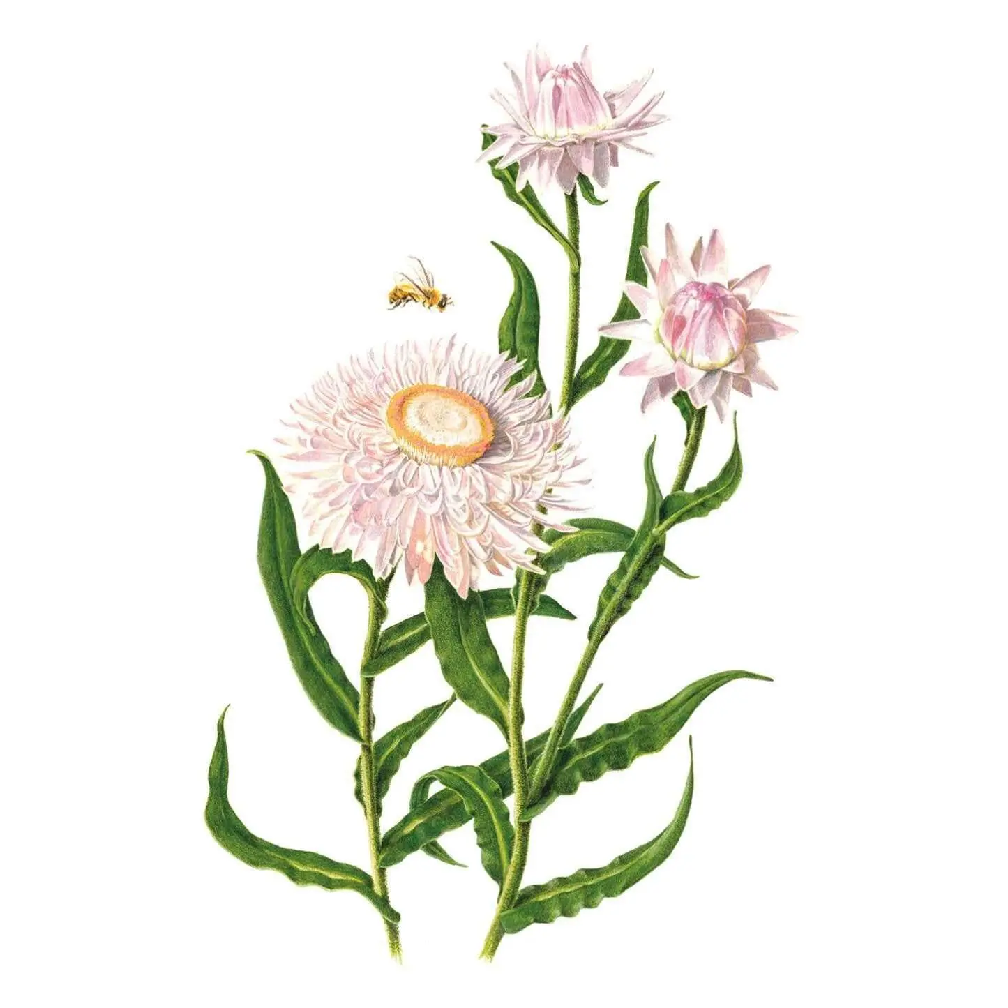 King Size Silvery Rose Strawflower Flower Seed Pack, 36in-Standing Tall Grow-At-Home Flowers, Long Bloom, Outdoor Garden Floral Decor Supplies for Bouquets