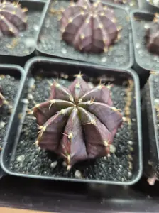 GYMNOCALYCIUM “BLACK WIDOW” CLONE — DARK & RARE Grower's Choice or Pick Live