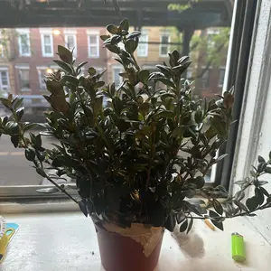 review image 11
