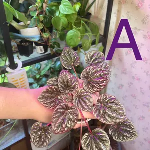 Red Ripple Peperomia Plant