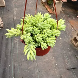 Sedum Burrito 6 inch pot succulent Plant