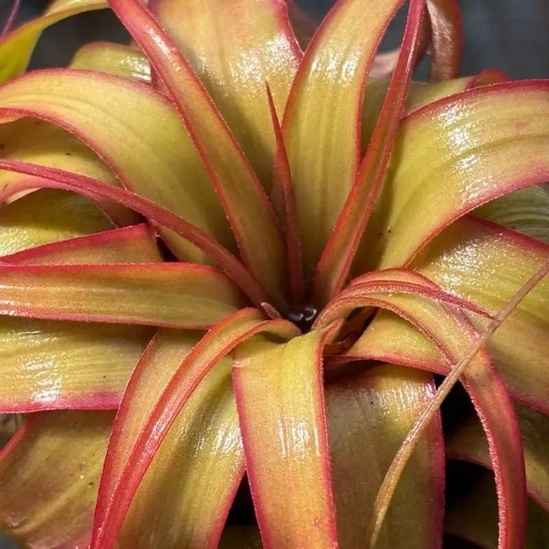 Tillandsia ‘Eric Knoblock’ airplant hybrid