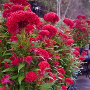 Cockscomb Seeds for Planting-600+ Celosia Cockscomb Seeds Dwarf Flower SeedNon-GMO Seeds Exotic Flowers GardenOutdoor