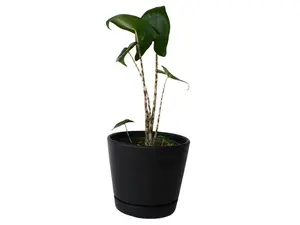 Alocasia Zebrina 4" Potted Live Plant - Iconic Zebra Stems - Striking Patterned Petioles - Exotic Arrowhead Leaves - Rare Collector's Plant - Bold Interior Foliage - Statement Houseplant - Tropical Jungle Vibe