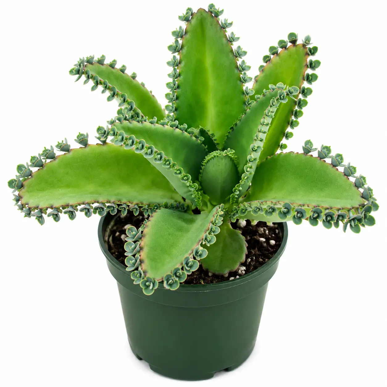 1 Mother of Thousands Live Succulent Plant – Kalanchoe daigremontiana in 2" Pot | Mexican Hat Plant | Easy Care Houseplant with Baby Plantlets