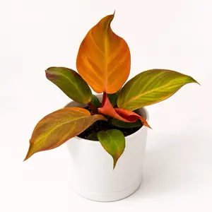 Philodendron McColley’s Finale 6” Pot – Tropical Houseplant | Vibrant Red & Green Foliage | Easy Care Indoor Plant