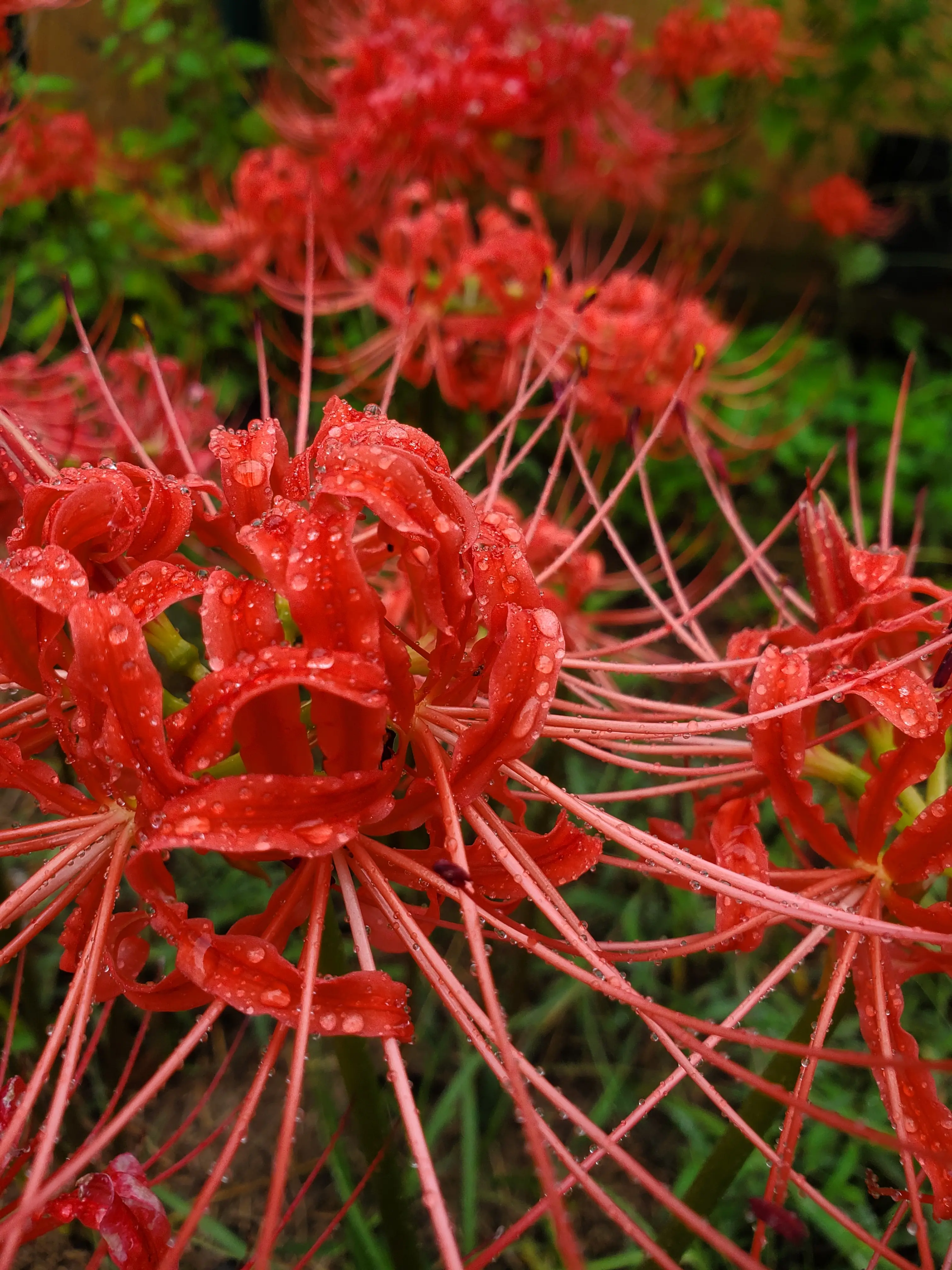 Vibrant Red Spider Lilies (2): Fresh, Healthy Bulbs! - TikTok Shop