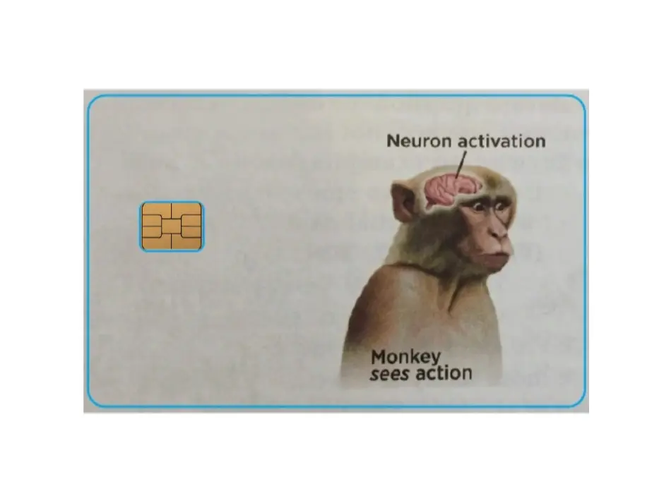 Neuron Meme Neuron Activation Monkey Meme Credit/Debit Card Skin Sticker Cover ...
