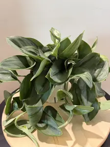 6'' Pothos Treubii Moonlight