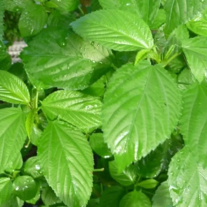 Corchorus Olitorius Saluyot Seeds (Egyptian Spinach/Molokhia) - 3000 Home Planting Vegetable Seeds, Drought-Tolerant Versatile Culinary Plant for Dishes, Home Planting Seeds