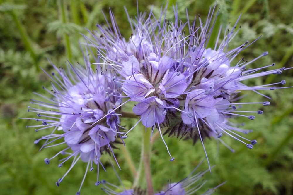 Phacelia Lacy Fiddleneck Flower Seeds for Planting, aka Purple Tansy, 300+ Seeds Per Packet, (Isla's Garden Seeds) Non GMO & Heirloom, Scientific Name: Phacelia Tanacetifolia, Great Home Garden Gift