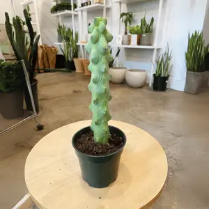 Boobie Cactus Live Plant | Myrtillocactus Geometrizans in 4" Pot | Potted Succulent and Cacti Cuttings | Fully Rooted Succulents