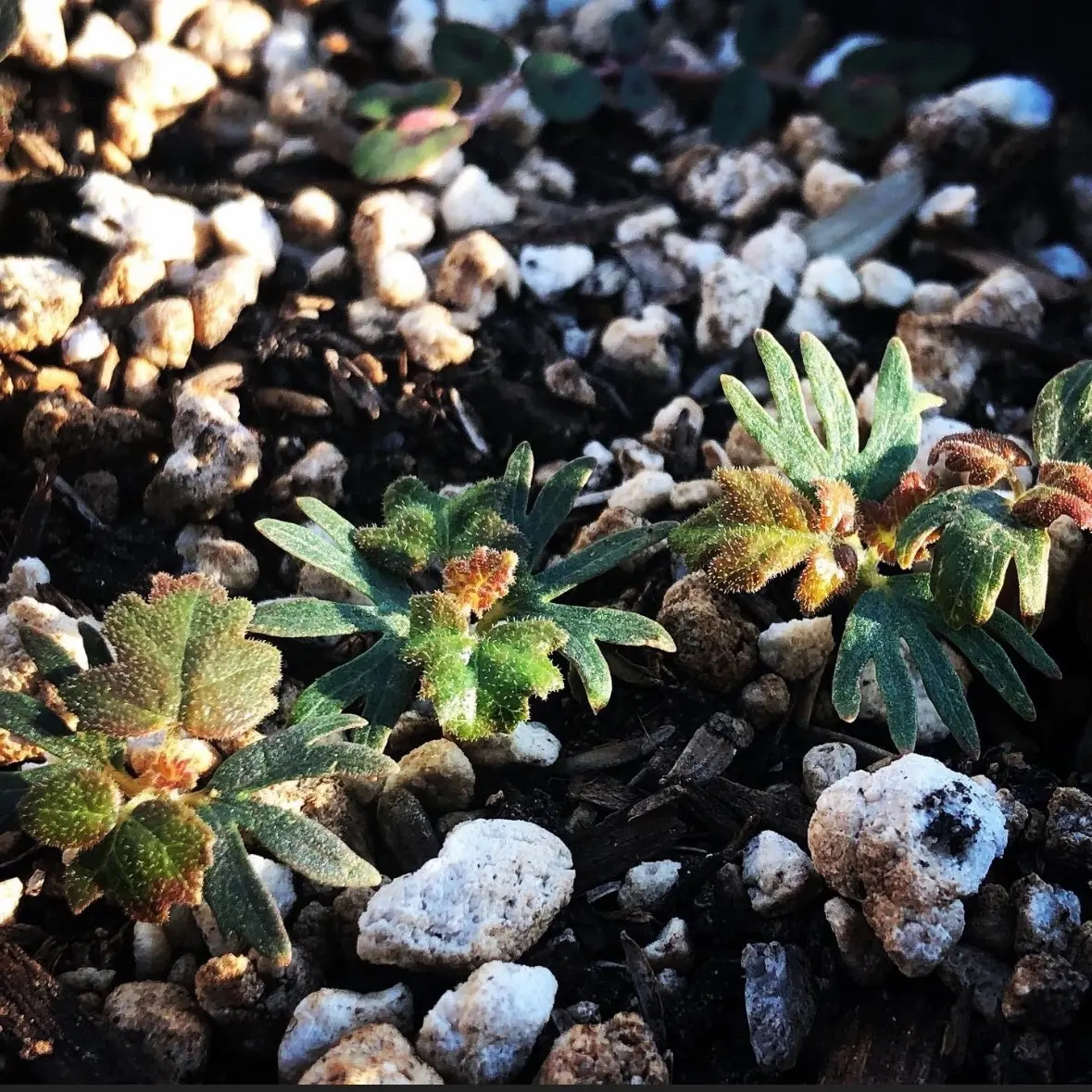 Frankincense seeds Boswellia Sacra