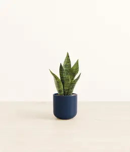 Green Snake Plant