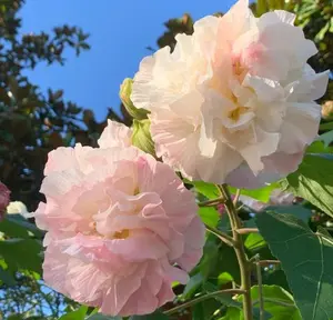 Confederate Rose Seeds Non-GMO – Easy-to-Grow Hibiscus mutabilis, Color-Changing Flowers, Balcony & Garden Ornamental Shrub, Beginner-Friendly, Stunning Blooms