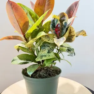 6” Ficus Decora Marble