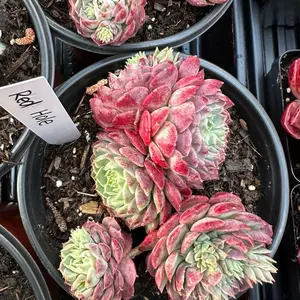 Echeveria 'Red Hole' Large Cluster (around 6'') - Bare Root Succulents - Terra Tales