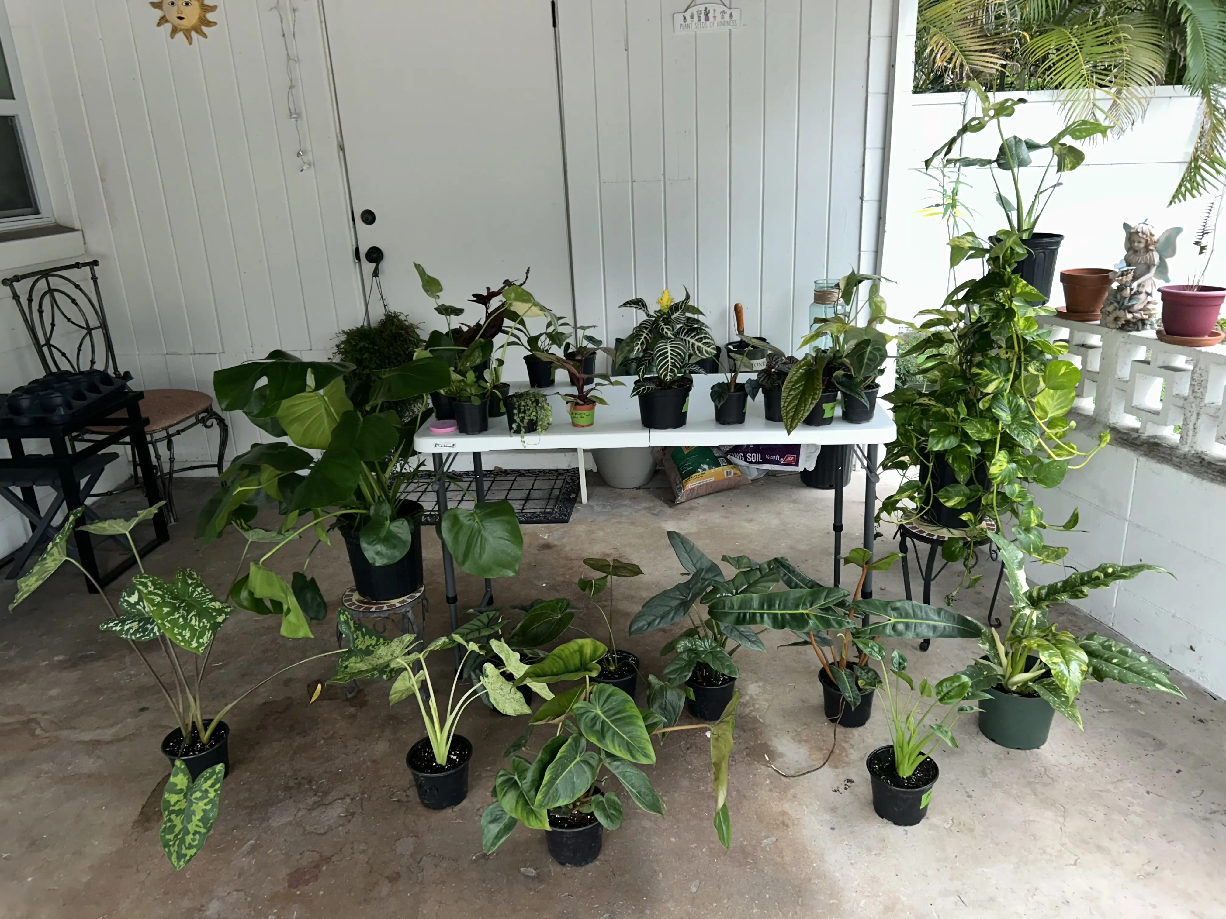 Aphelandra Zebra Plant