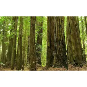 Plant Tree Seeds 100Pcs Redwood Seeds
