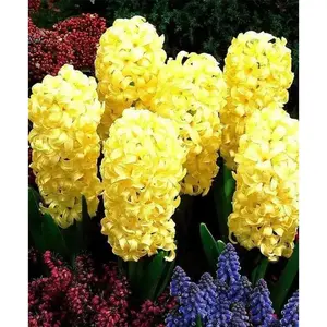 Hyacinth Bulbs,City of Haarlem. Very soft  yellow,to ivory.fill your garden and containers with cheerful color.