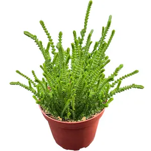 Live Succulent Plants Watch Chain Rooted in 4in Planter, Live Houseplants Easy to Care Low Water Partial Sun for Indoor Garden Home Decoration