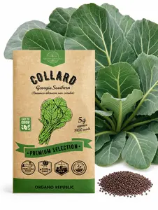 Collard Georgia Southern Seeds