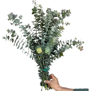 Fresh Eucalyptus shower baby blue eucalyptus-Natural Silver Dollar & Seeded Eucalyptus Combo Garland-Wedding Garland-Real Fresh Greenery Garland-Garland dec