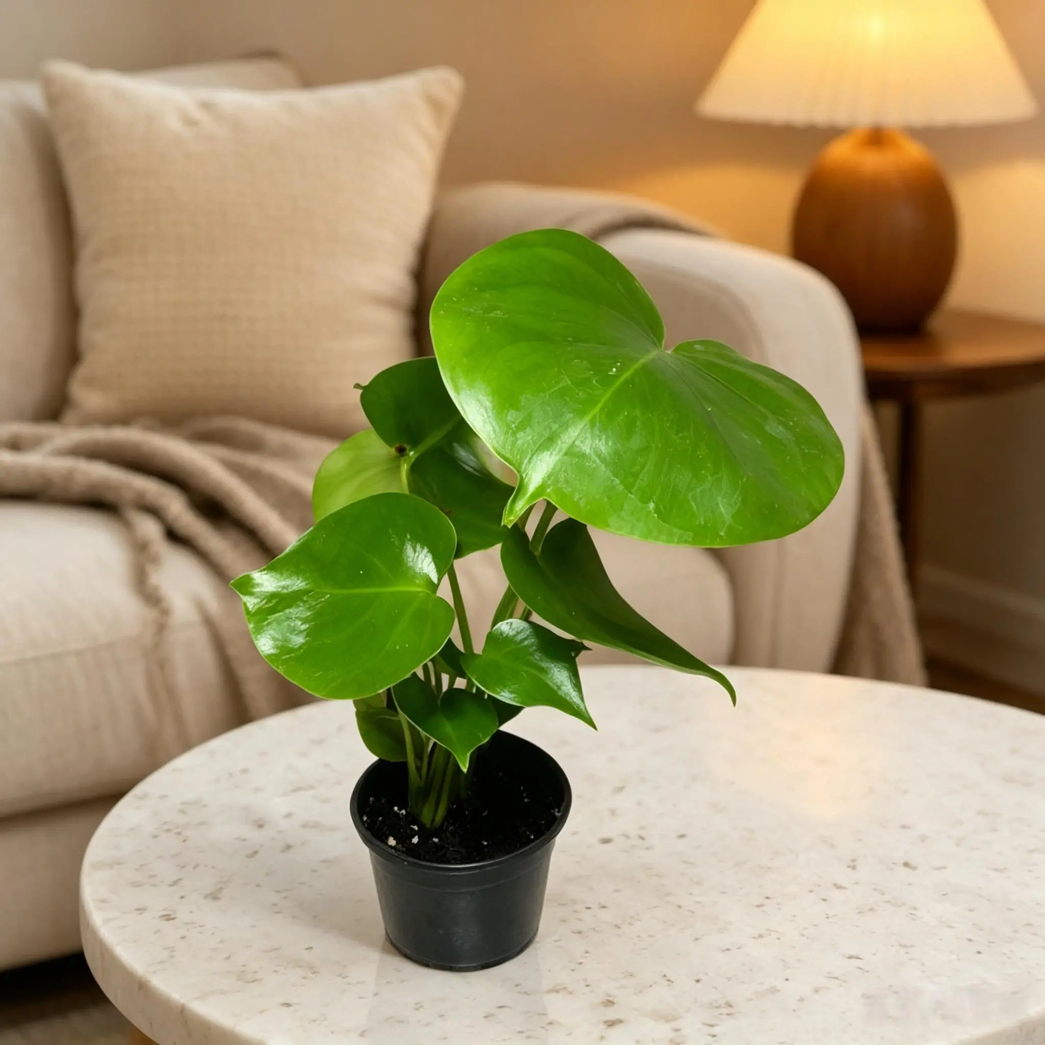 LZ08  Monstera Deliciosa Live Plant in 4 Inch Nursery Pot, Swiss Cheese Plant Indoor Houseplant with Green Split Leaves, Tropical Foliage Plant for Home Office Decor
