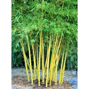 50 Yellow Bamboo Seeds 50 Yellow Bamboo Seeds