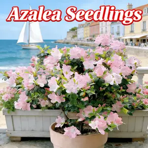 Rhododendron seedlings, multi-colored bright flowers, seedlings, rich colors, high value, courtyard balcony, colorful flowers, easy to cultivate, green flowers