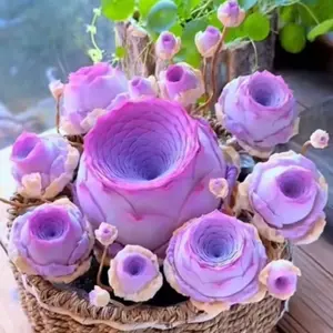 200 pcs Purple Mountain Rose Succulent Seeds – Peach & Wine Glass Color, Indoor Potted Plants