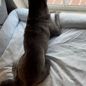 review image 4