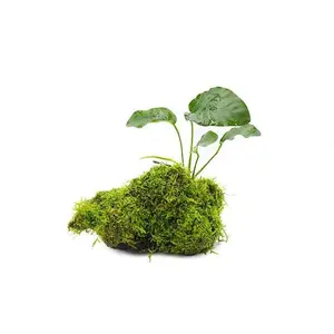 Christmas Moss and Anubias Barteri on Driftwood Christmas Moss and Anubias Barteri on Driftwood