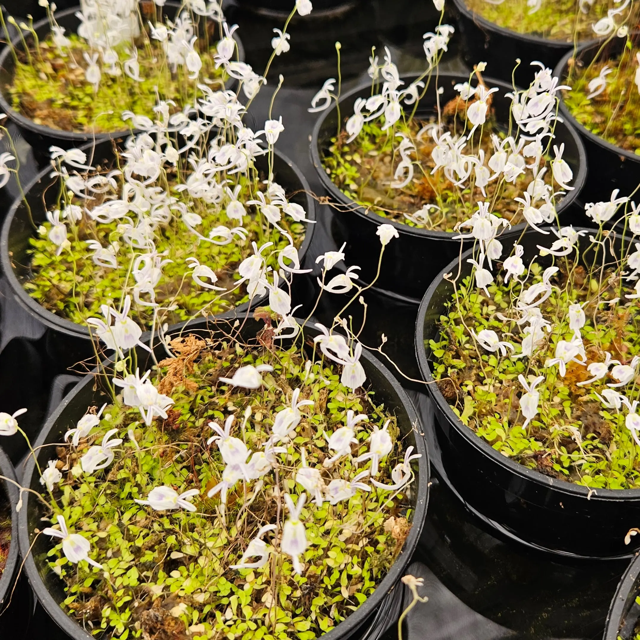 Bunny Flower Plant - Utricularia sandersonii - Carnivorous Bladderwort Species