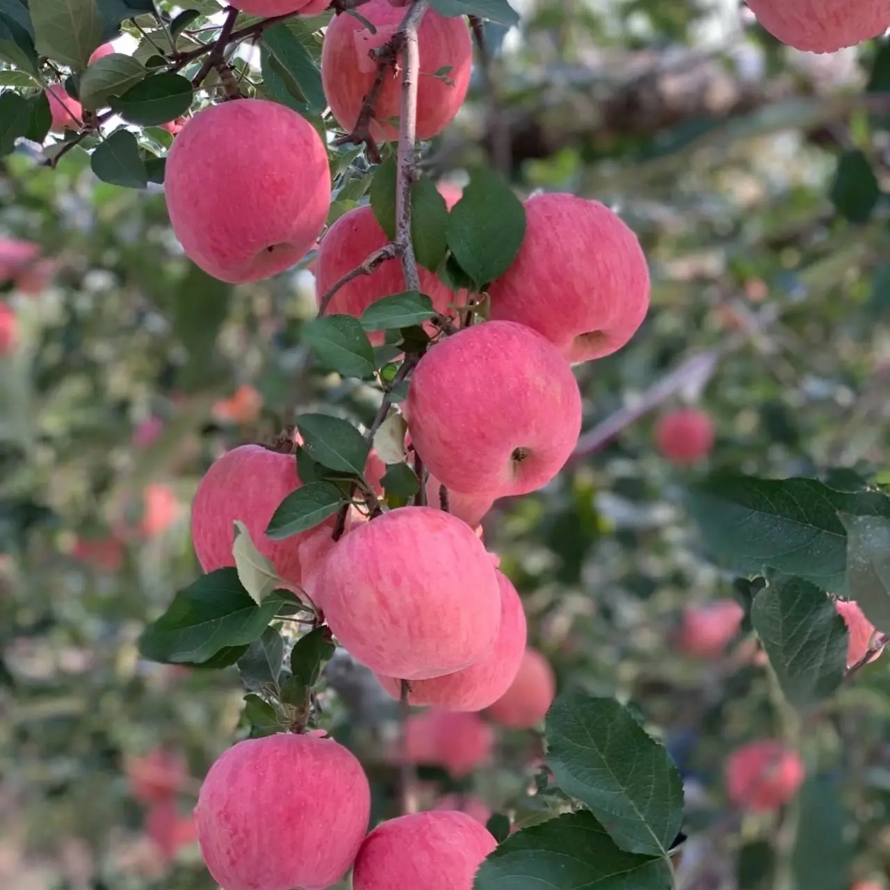 30+ Seeds Bonsai Apple Tree Seeds Garden Yard Outdoor Living Fruit Plant -  TikTok Shop
