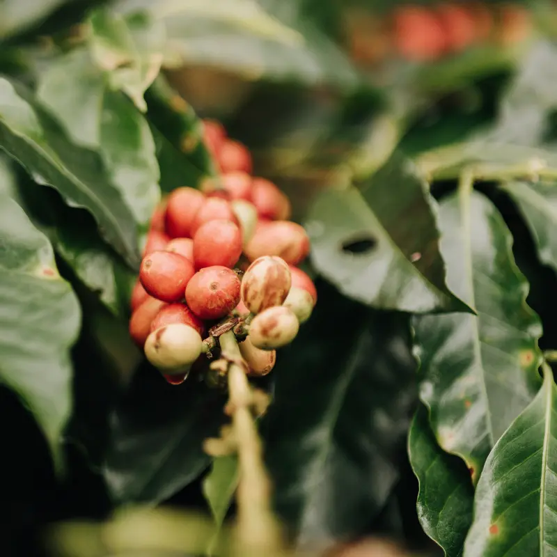 Arabian Coffee Seeds (Coffea arabica) Premium coffee plant producing aromatic beans; ideal for indoor growing or tropical climates