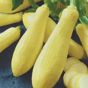 Heirloom Prolific Straightneck Summer Squash Seeds - Organic and Regenerative Gardening Seeds