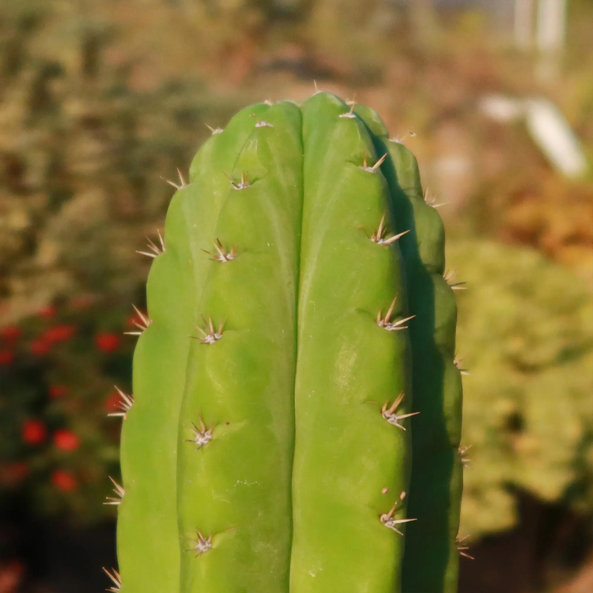 San Pedro Cactus 'Echinopsis pachanoi'